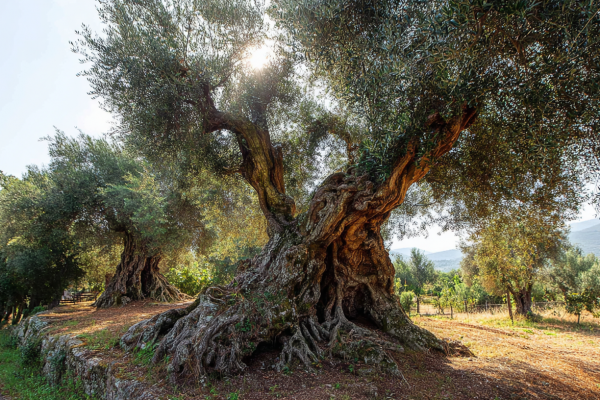 jemadie_httpss.mj.runRHBjvV4yB6Y_ancient_olive_tree_with_twis_ee37a7cf-78a8-4964-910d-049b21aa31cc_0